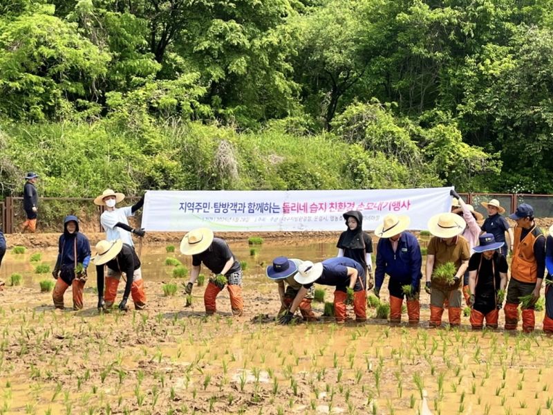 문경돌리네습지 전통 모내기 체험 모습. /문경시 제공