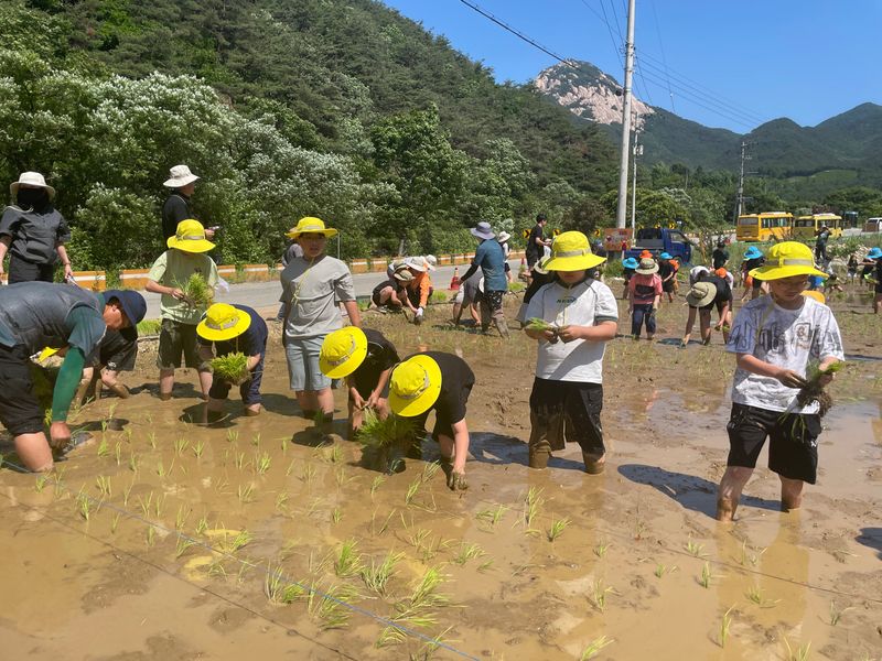 문경 가은초교 전교생, 전통 모내기 체험