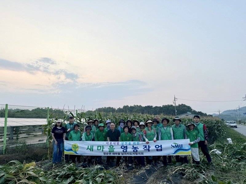 영순면새마을회, ‘사랑의 옥수수’ 수확