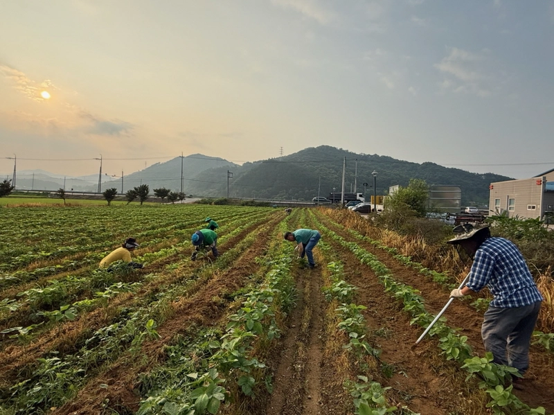 산북면새마을회, ‘사랑의 콩’ 밭 김매기 구슬땀