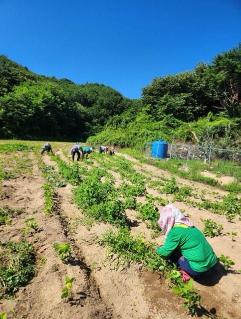 산북면 새마을회, 사랑의 콩밭 김매기