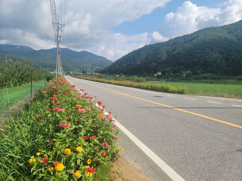 동로면 새마을회, 백일홍 꽃길 2km 조성