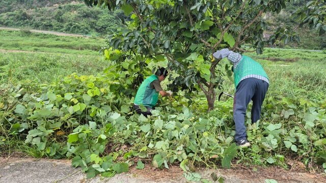 산북면 새마을회, 생태계교란종 ‘가시박’ 제거