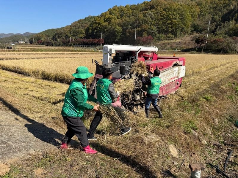산북면새마을회, ‘사랑의 벼’ 추수