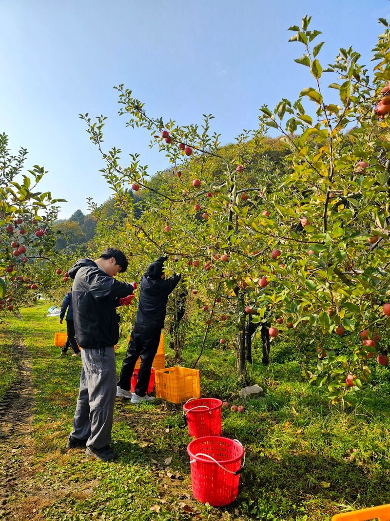 문경시 공무원들, 마성면 과수농가 일손 돕기 나서