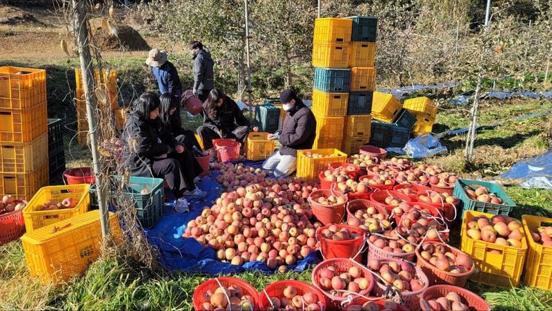 가은읍, 사과 농가 일손 돕기 나서