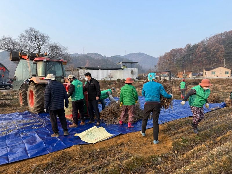 산북면새마을회 ‘사랑의 콩’ 수확