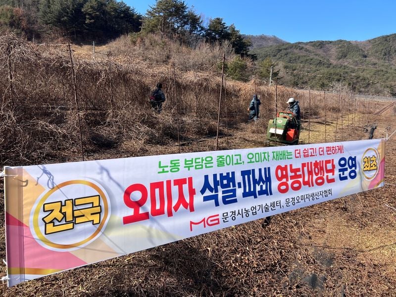 문경시, 전국 최초 오미자 삭벌·파쇄 영농대행단 운영