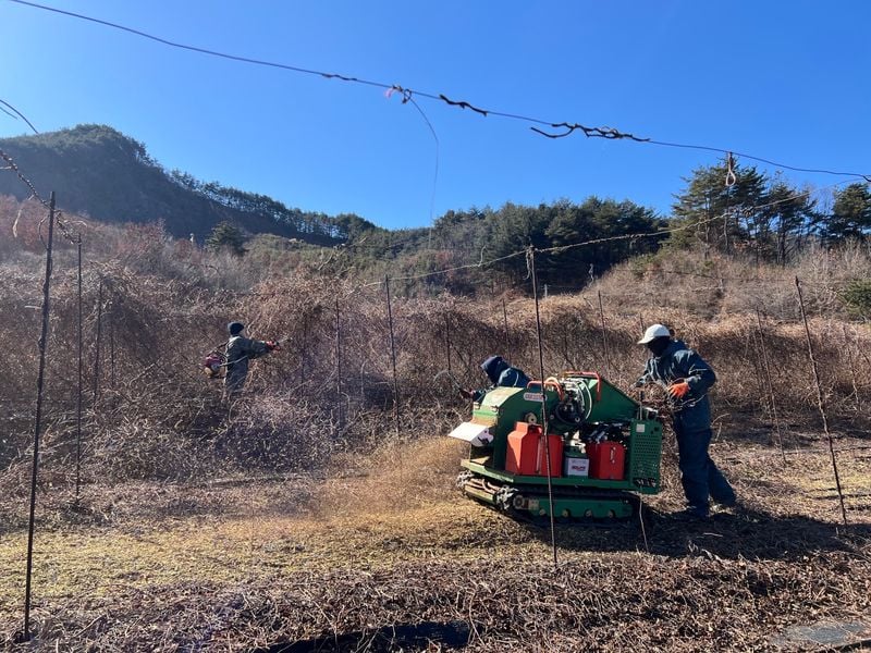 문경시, 전국 최초 오미자 삭벌·파쇄 영농대행단 운영