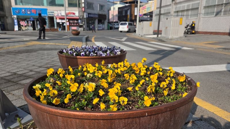 점촌1동 도로변에 봄이 왔다