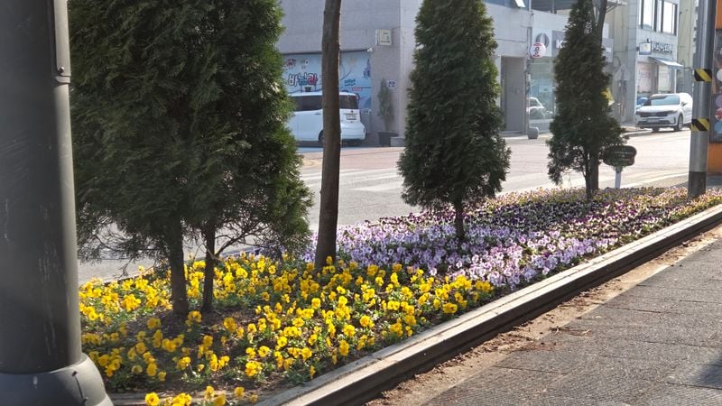 점촌1동 도로변에 봄이 왔다