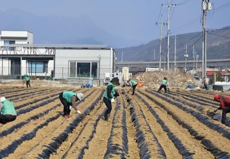 마성면 새마을회, 봄꽃ㆍ사랑의 감자 심어