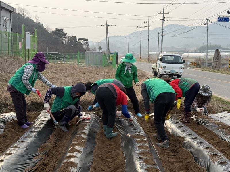 영순면새마을회, 사랑의 옥수수 심어