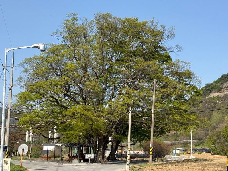 보호수-불정동 179번지 느티나무