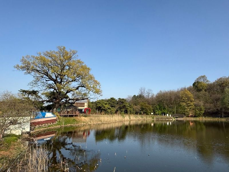 보호수-신기동 531-2번지 상수리나무