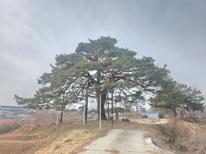 보호수-영순면 사근리 984-1번지 소나무