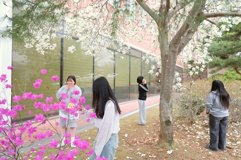 봄꽃으로 물든 문경대학교 캠퍼스