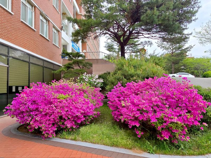 봄꽃으로 물든 문경대학교 캠퍼스