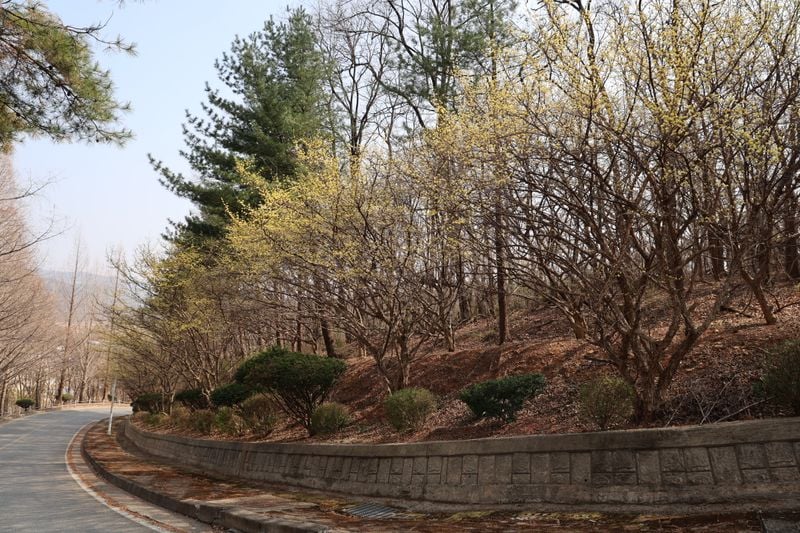 봄꽃으로 물든 문경대학교 캠퍼스