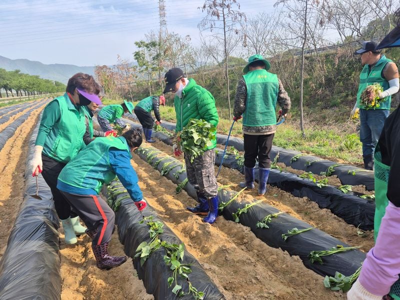 호계면 새마을회, 사랑의 고구마 심어
