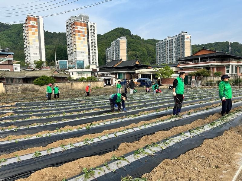 점촌3동 새마을회, 사랑의 고구마 심어