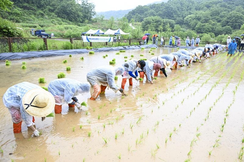 문경돌리네습지서 전통 모내기 체험행사 개최