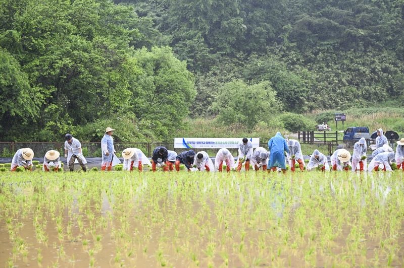 문경돌리네습지서 전통 모내기 체험행사 개최