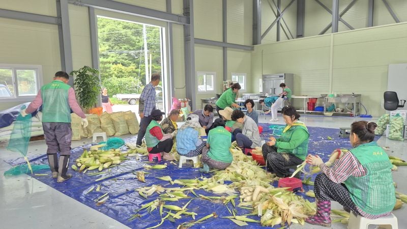 산북면 새마을회, 사랑의 옥수수 수확