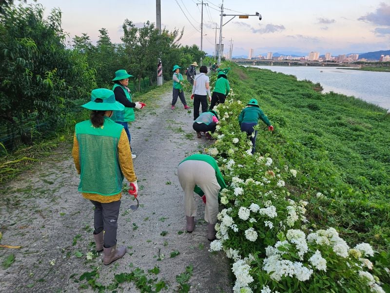 문경시새마을회, 국화·수국 밭·반곡리 일원 환경정비