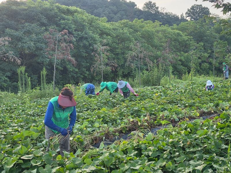 호계면 새마을회, ‘사랑의 고구마’ 순 치기 구슬땀