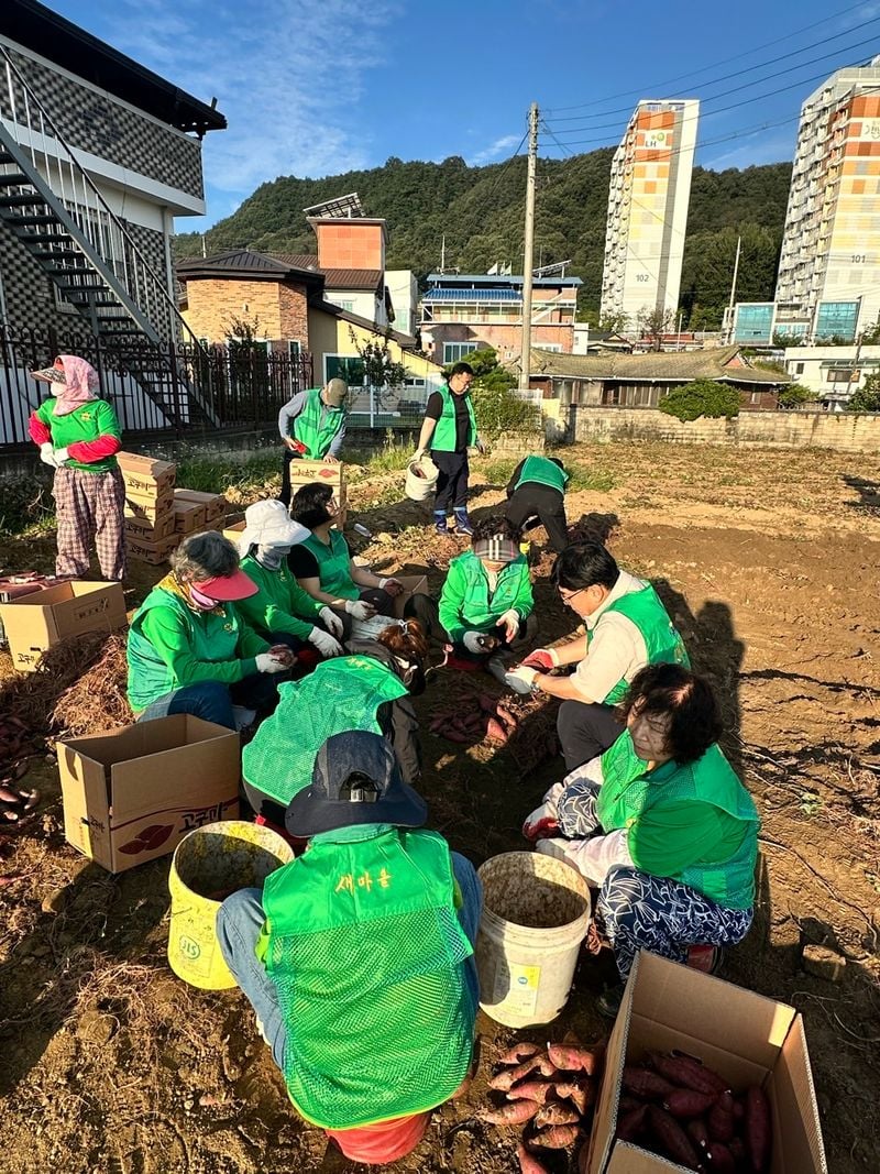 점촌3동 새마을회, 사랑의 고구마 수확