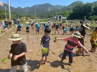 문경 가은초교 전교생, 전통 모내기 체험