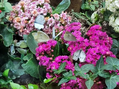 문경자연생태박물관, 나비특별전 운영… 봄 앞당긴 생태 체험 눈길