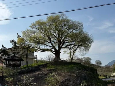 문경시, 보호수ㆍ노거수 생육환경 개선사업 추진