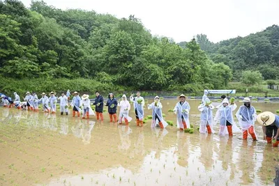 문경돌리네습지서 전통 모내기 체험행사 개최