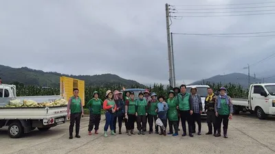 산북면 새마을회, 사랑의 옥수수 수확