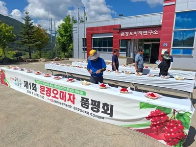 문경 오미자 첫 품평회 개최…최고 품질 오미자 7점 가렸다