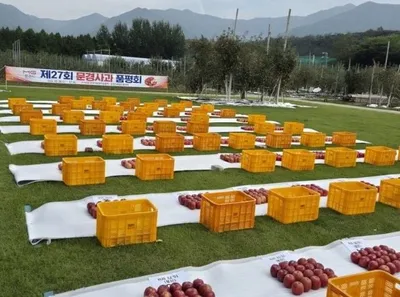 제29회 문경사과품평회, 10월 7일부터 출품 접수