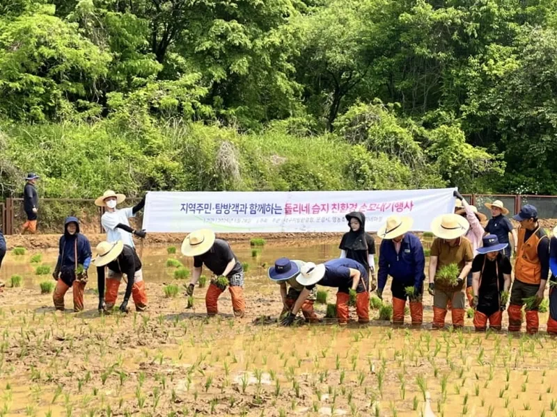 문경돌리네습지 전통 모내기 체험 모습. /문경시 제공
