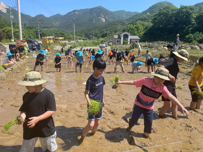 문경 가은초교 전교생, 전통 모내기 체험
