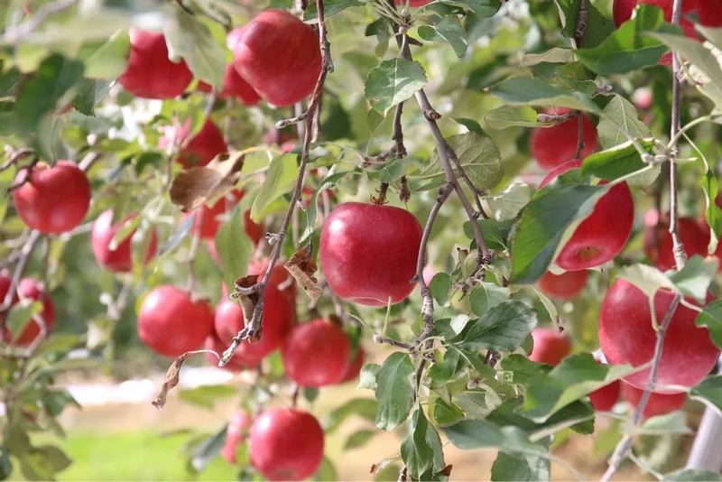 여름철 사과 과수원 병해충 관리기술 교육 추진