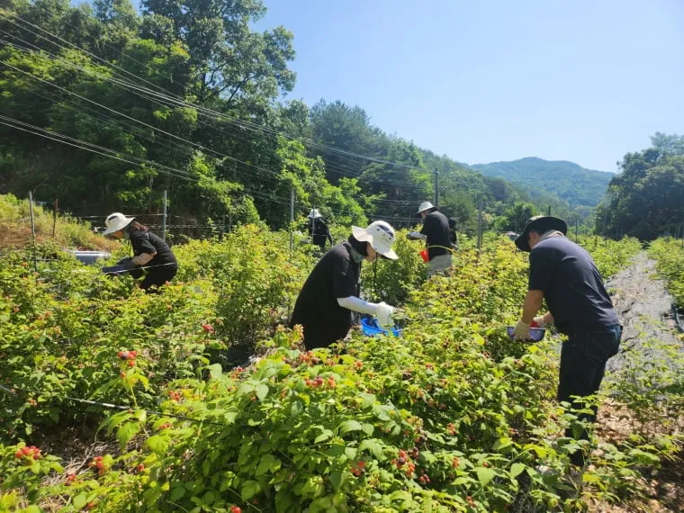 문경시 동로면 복분자 농가 일손 도와